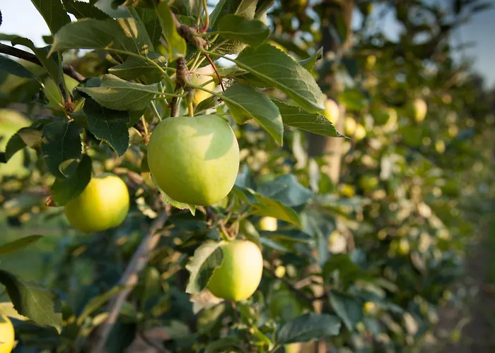 住宿加早餐酒店 Andersort Haus Der Frauen Buchberg bei Herberstein